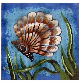 Scallop Shell w/White Coral on Aqua