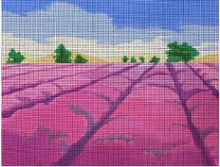 Lavender Fields