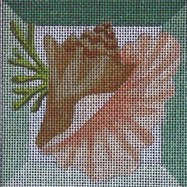 Queen Conch Shadowbox