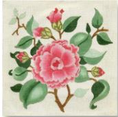 Pink Camellia