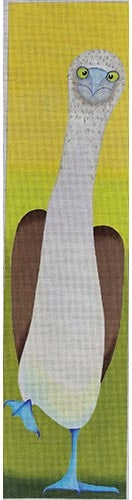 Blue Footed Booby - 13M