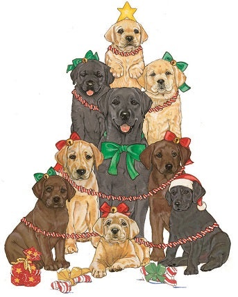 Labrador